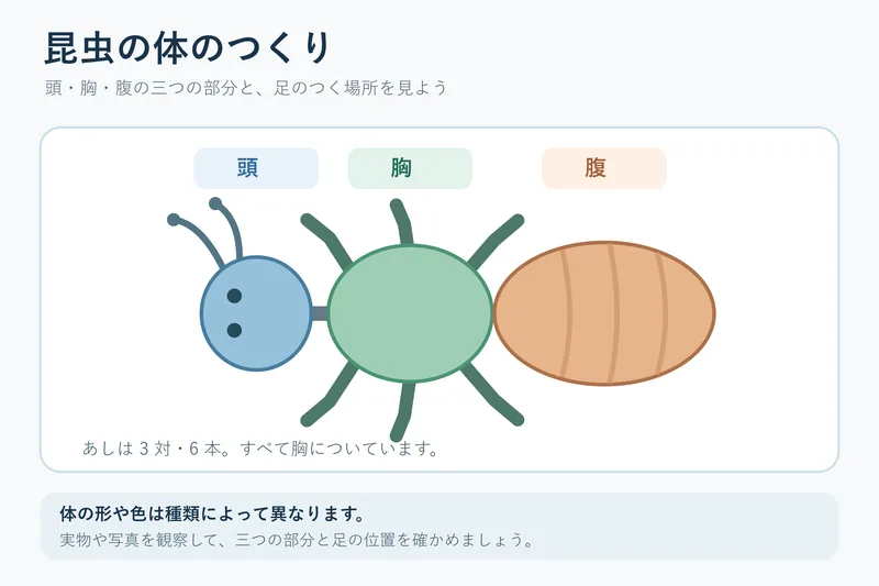 昆虫の体のつくり（小学校3年理科「身の回りの生物」の図）