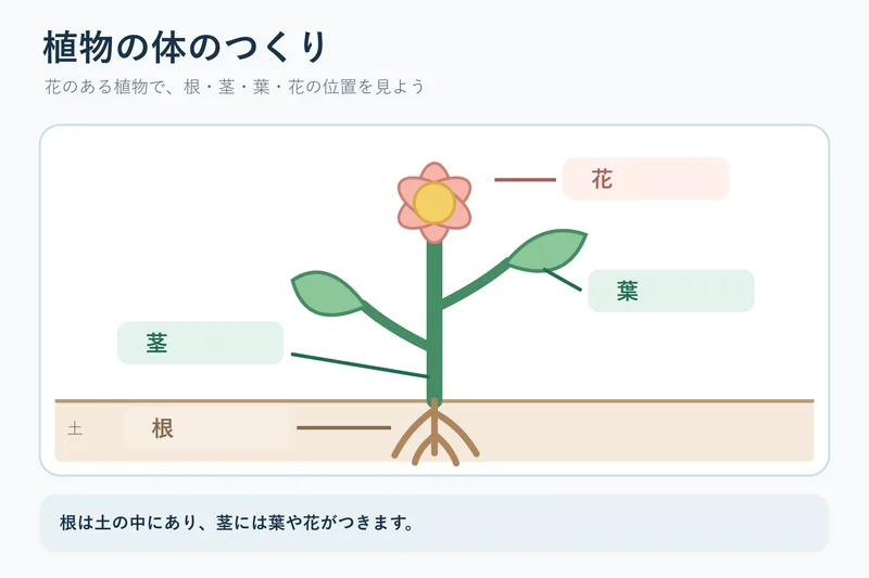 植物の体のつくり（小学校3年理科「身の回りの生物」の図）