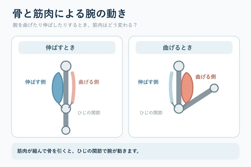 骨と筋肉による腕の動き（小学校4年理科「人の体のつくりと運動」の図）