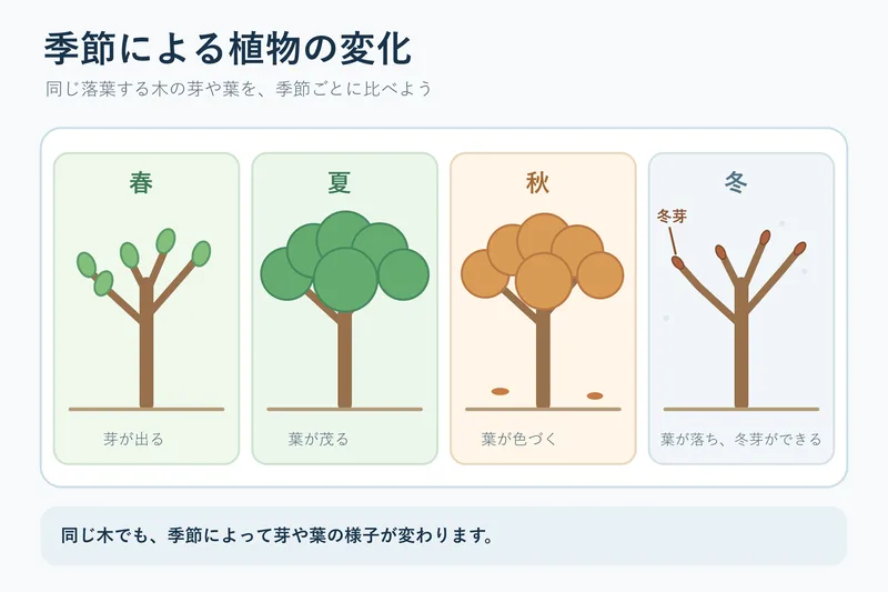 季節による植物の変化（小学校4年理科「季節と生物」の図）