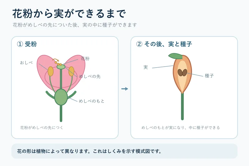 花粉から実ができるまで（小学校5年理科「植物の発芽，成長，結実」の図）