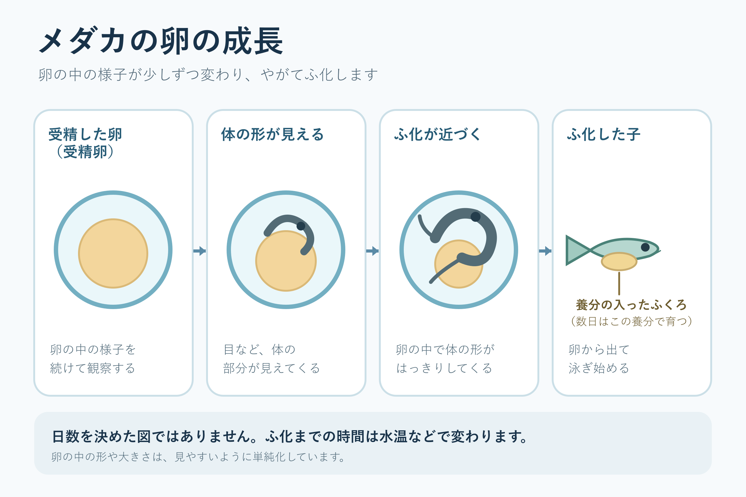 メダカの卵の成長(小学校5年理科「動物の誕生」の図)