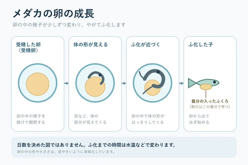 メダカの卵の成長（小学校5年理科「動物の誕生」の図）