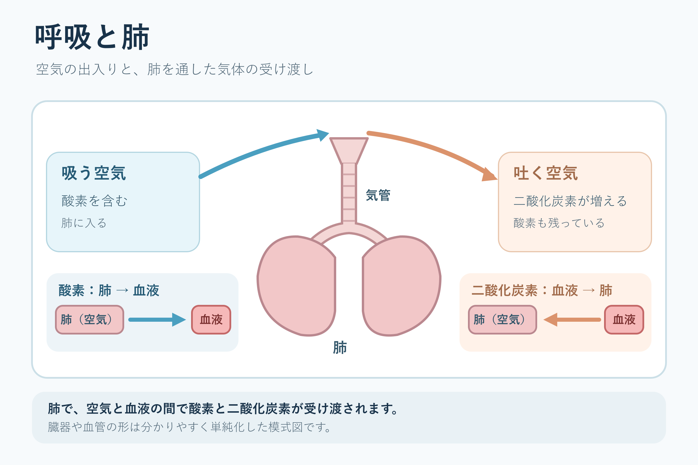 呼吸と肺(小学校6年理科「人の体のつくりと働き」の図)