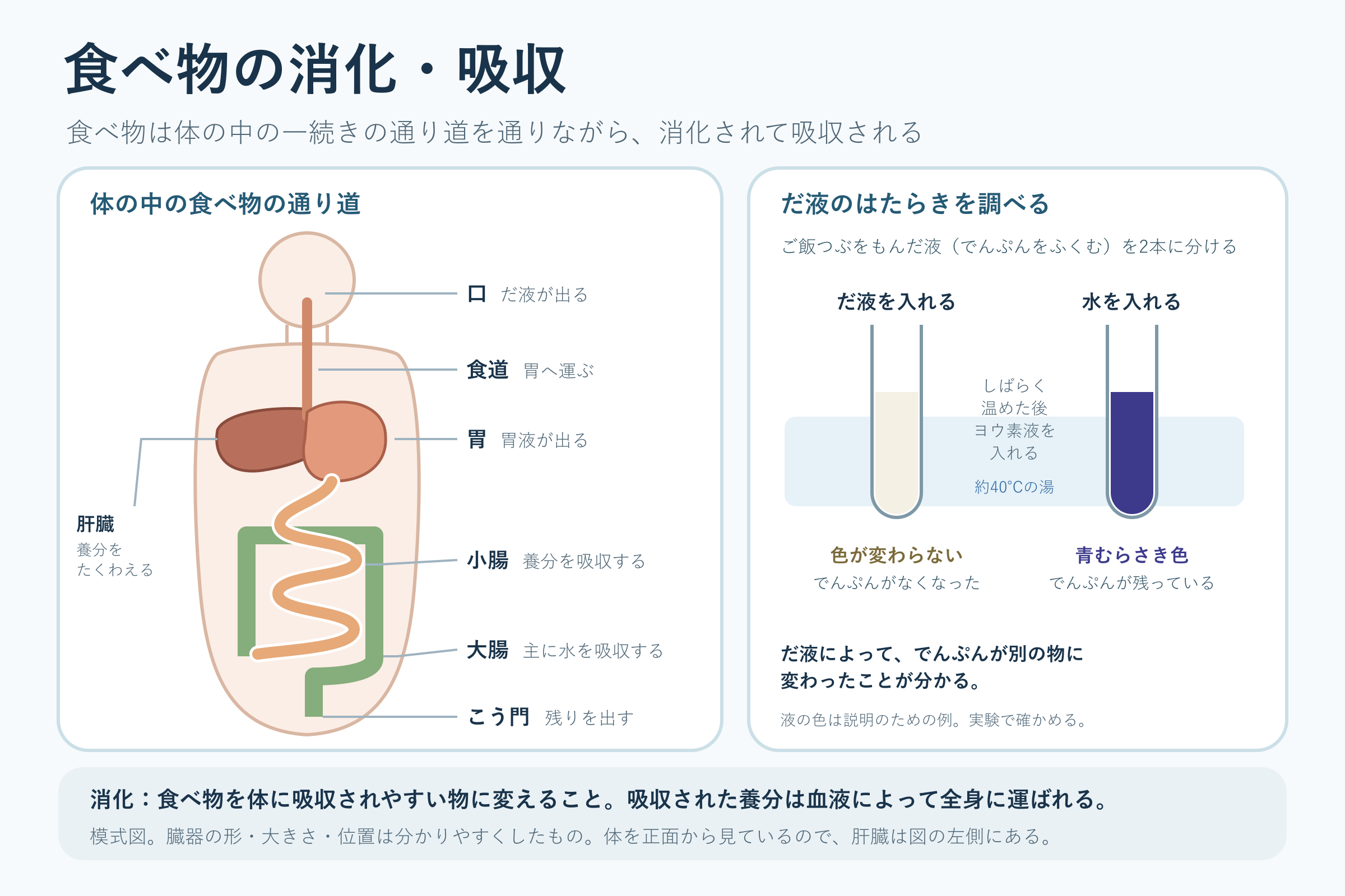 食べ物の消化・吸収(小学校6年理科「人の体のつくりと働き」の図)