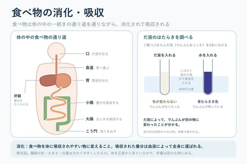 食べ物の消化・吸収（小学校6年理科「人の体のつくりと働き」の図）