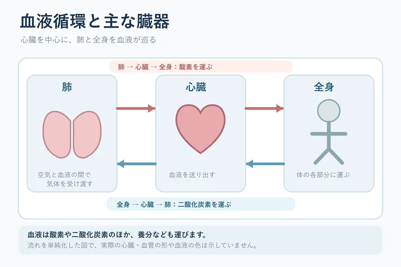 血液循環と主な臓器（小学校6年理科「人の体のつくりと働き」の図）