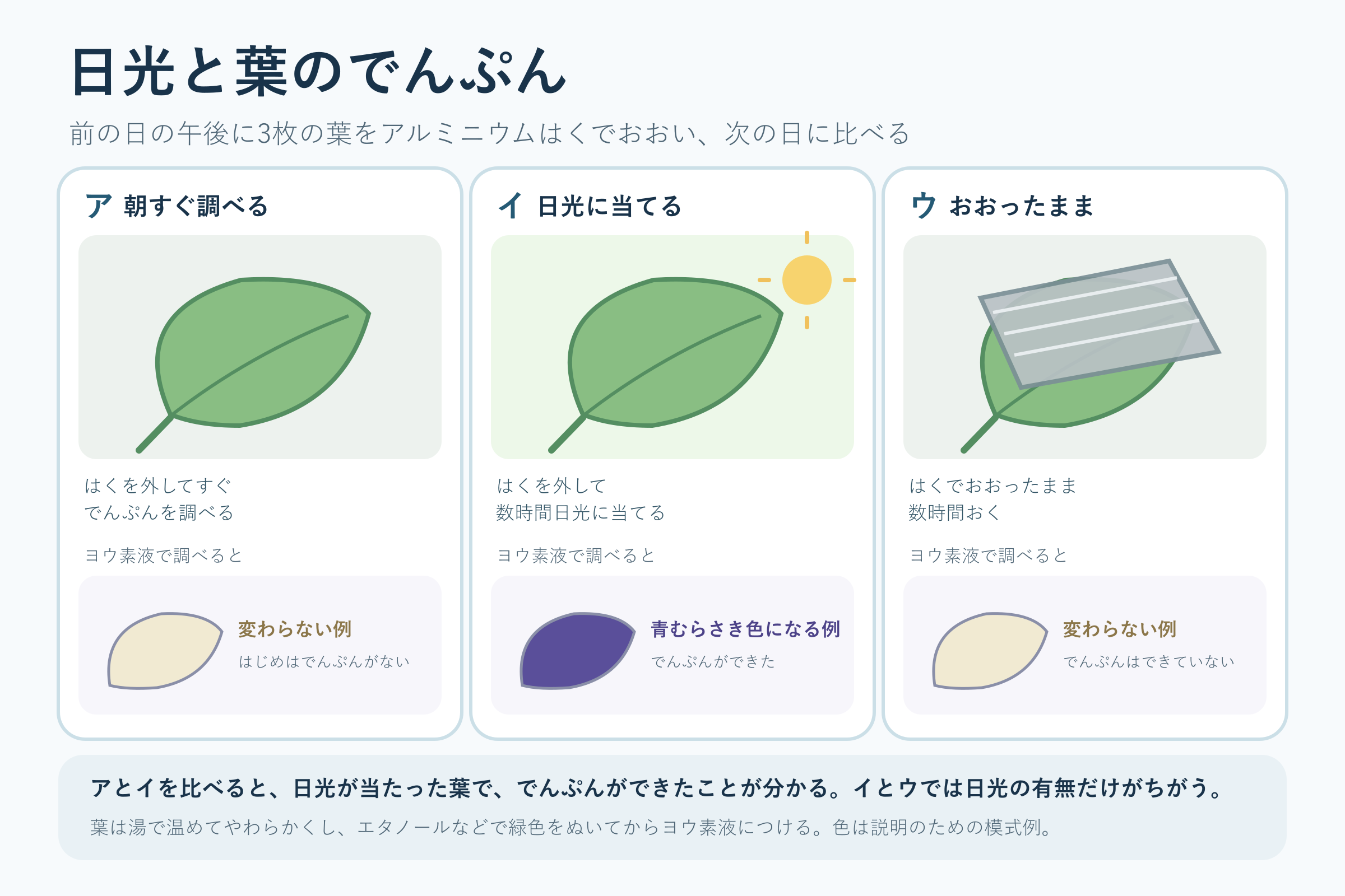 日光と葉のでんぷん(小学校6年理科「植物の養分と水の通り道」の図)
