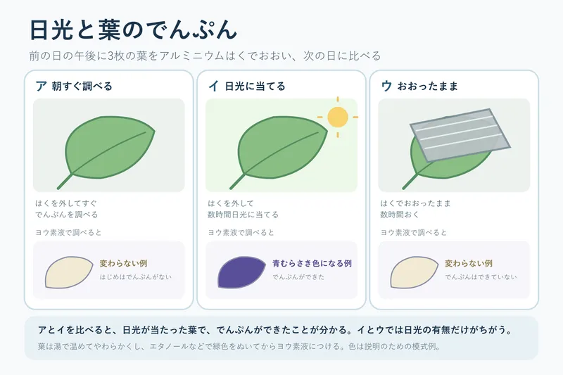 日光と葉のでんぷん（小学校6年理科「植物の養分と水の通り道」の図）