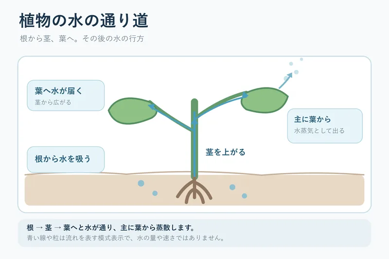 植物の水の通り道（小学校6年理科「植物の養分と水の通り道」の図）
