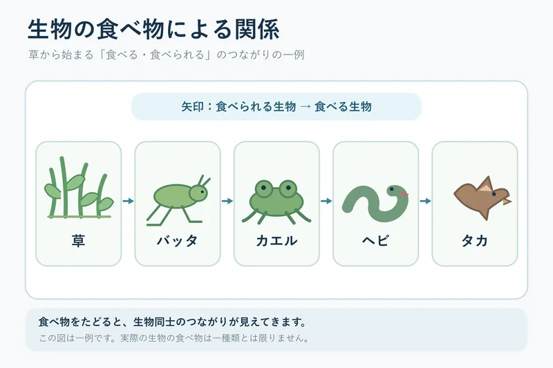 生物の食べ物による関係（小学校6年理科「生物と環境」の図）