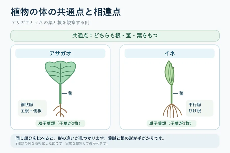 植物の体の共通点と相違点（中学校1年理科「いろいろな生物とその共通点」の図）