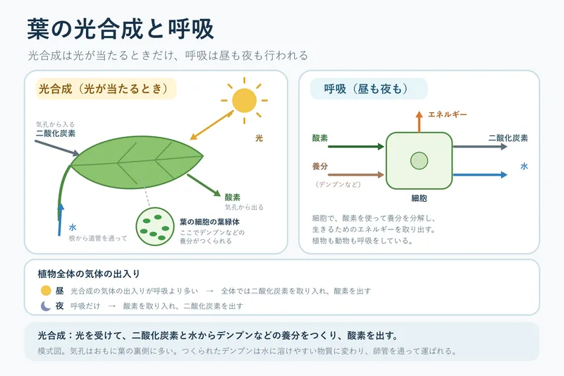 葉の光合成と呼吸（中学校2年理科「生物の体のつくりと働き」の図）