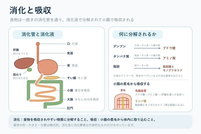 消化と吸収（中学校2年理科「生物の体のつくりと働き」の図）
