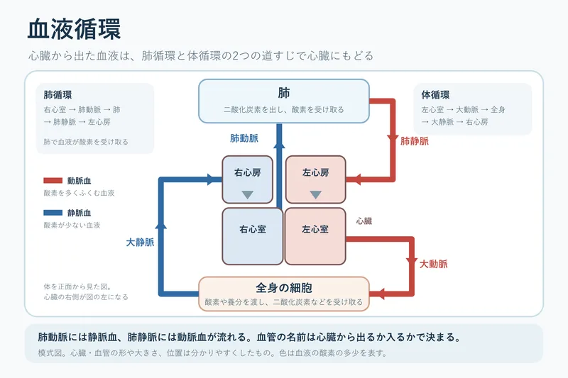 血液循環（中学校2年理科「生物の体のつくりと働き」の図）