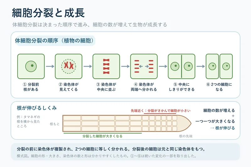 細胞分裂と成長（中学校3年理科「生命の連続性」の図）