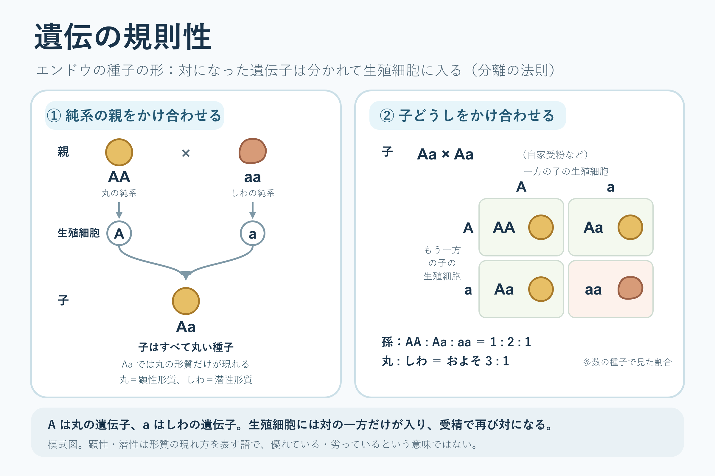 遺伝の規則性(中学校3年理科「生命の連続性」の図)