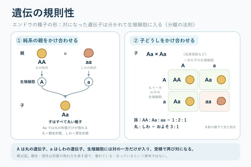 遺伝の規則性（中学校3年理科「生命の連続性」の図）