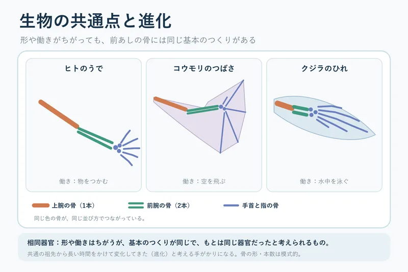 生物の共通点と進化（中学校3年理科「生命の連続性」の図）