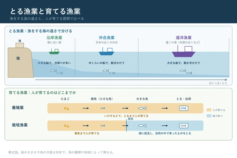 とる漁業と育てる漁業（小学校5年社会「我が国の農業や水産業における食料生産」の図）